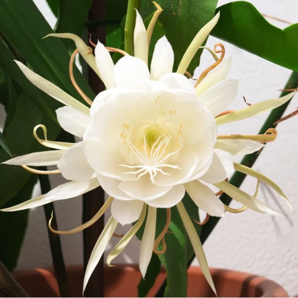 Large Flowers Night Blooming Orchid Cactus - 2 rooted leaves (Sweet Fragrance) - Picture 6 of 6